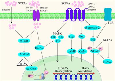 Regulation of short-chain fatty acids in the immune system